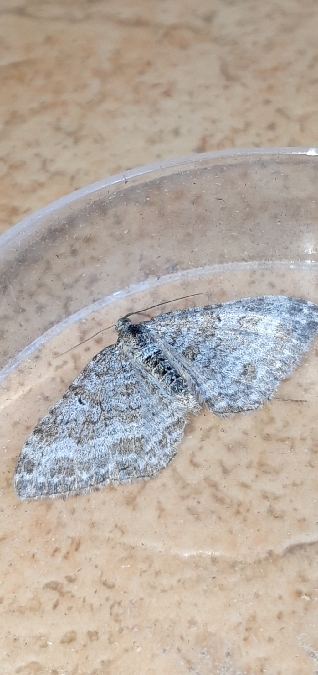 Epirrhoe molluginata  - Melchior Viallet