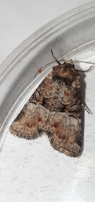 Litoligia literosa  - Melchior Viallet
