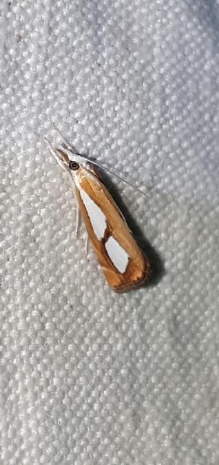 Catoptria pinella  - Melchior Viallet