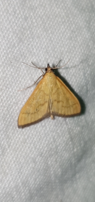 Mecyna flavalis  - Melchior Viallet