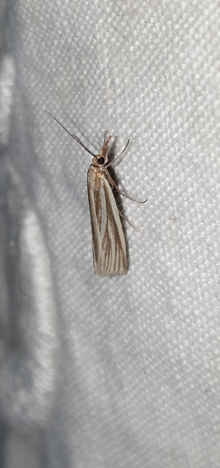 Crambus perlé  - Melchior Viallet