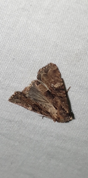 Euplexia lucipara  - Melchior Viallet