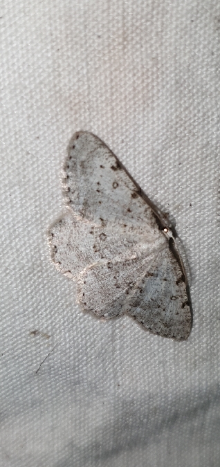 Elophos dilucidaria  - Melchior Viallet