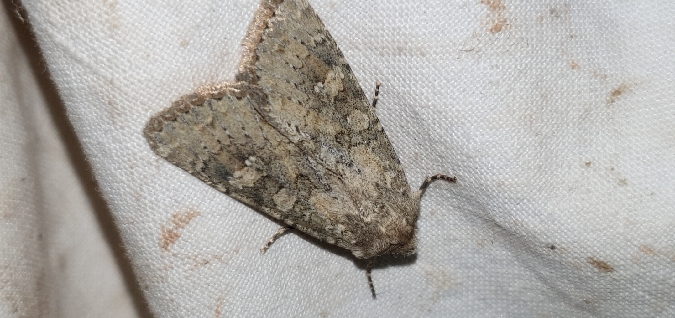 Polia serratilinea  - Melchior Viallet