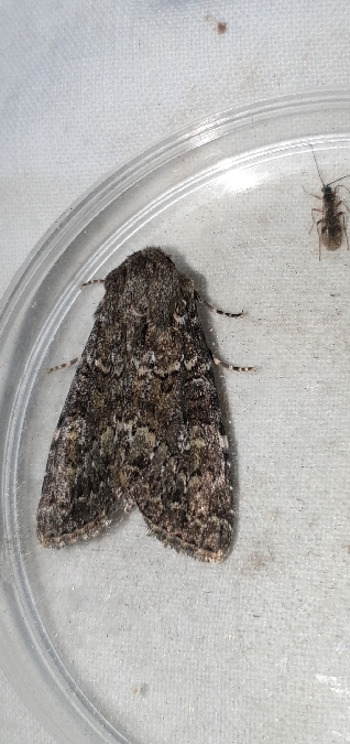 Apamea maillardi  - Melchior Viallet