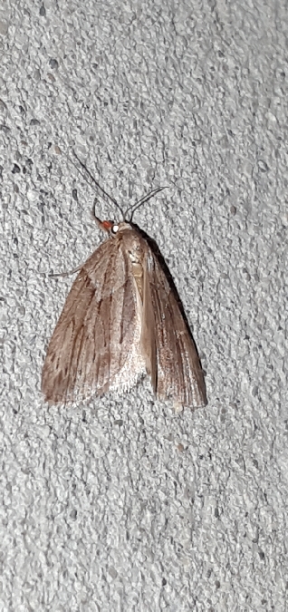 Pachycnemia hippocastanaria  - Melchior Viallet