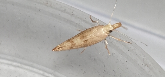 Ypsolopha lucella  - Melchior Viallet