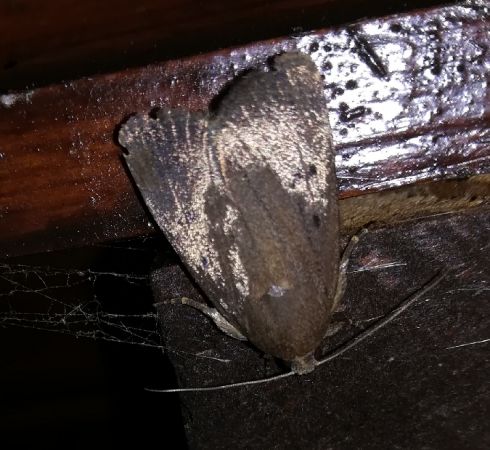 Amphipyra tragopoginis  - Thomas Lux