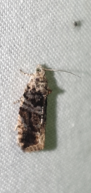 Eudemis profundana  - Melchior Viallet