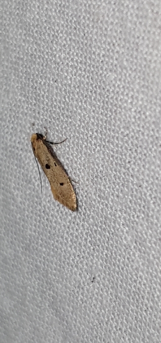 Tinea trinotella  - Melchior Viallet