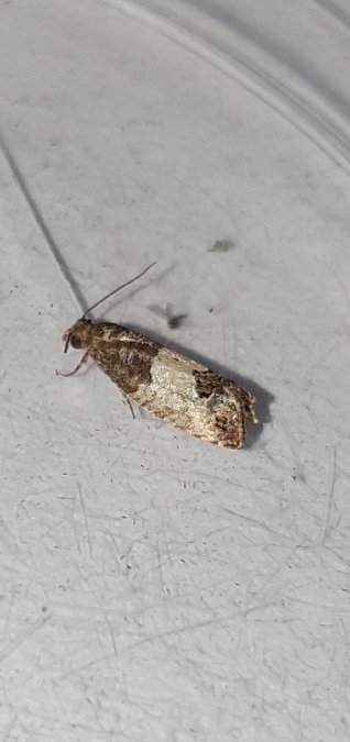 Spilonota ocellana  - Melchior Viallet