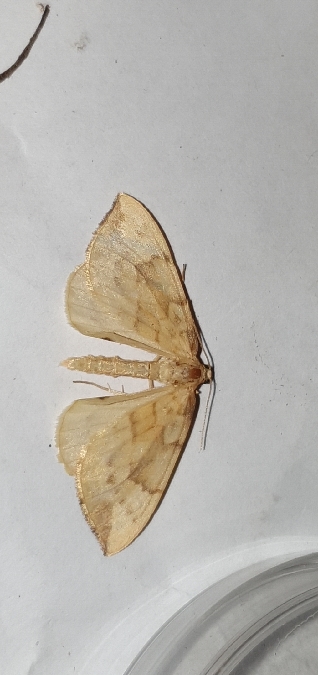 Gandaritis pyraliata  - Melchior Viallet