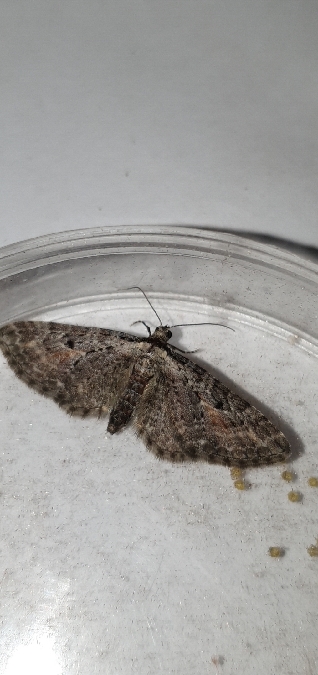 Eupithecia icterata  - Melchior Viallet