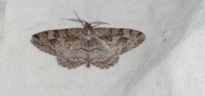 Boarmie recourbée  - Melchior Viallet