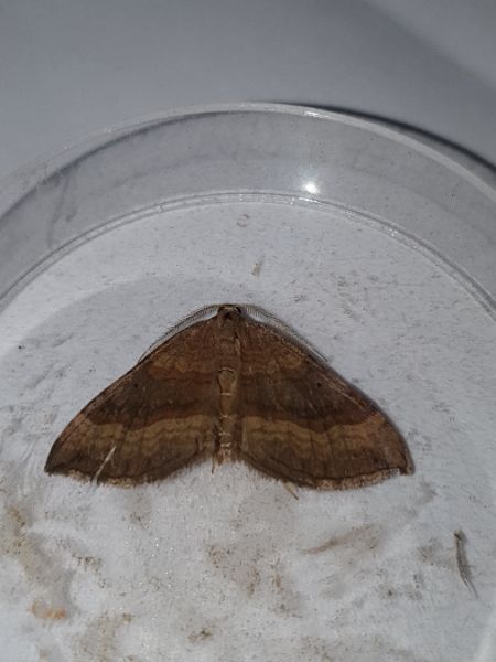 Scotopteryx chenopodiata  - Melchior Viallet