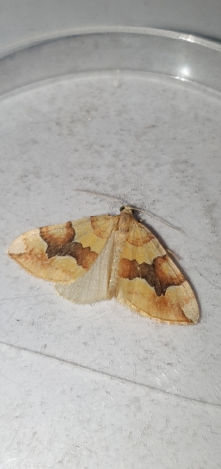 Cidaria fulvata  - Melchior Viallet