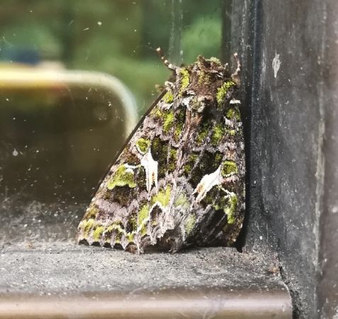 Trachea atriplicis  - Thomas Lux