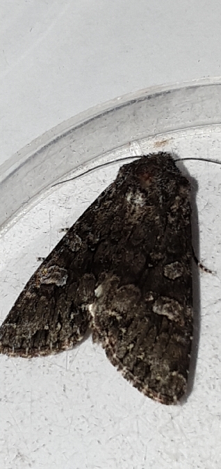 Papestra biren  - Melchior Viallet