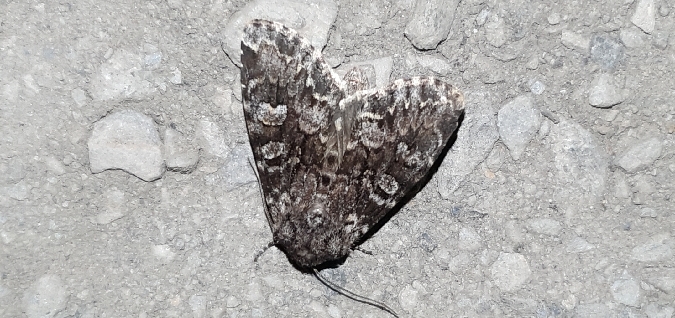 Papestra biren  - Melchior Viallet