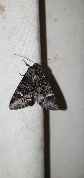 Papestra biren  - Melchior Viallet