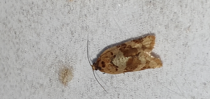 Argyrotaenia ljungiana  - Melchior Viallet