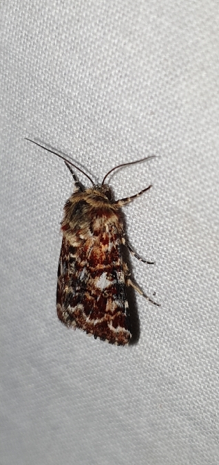 Anarta myrtilli  - Melchior Viallet
