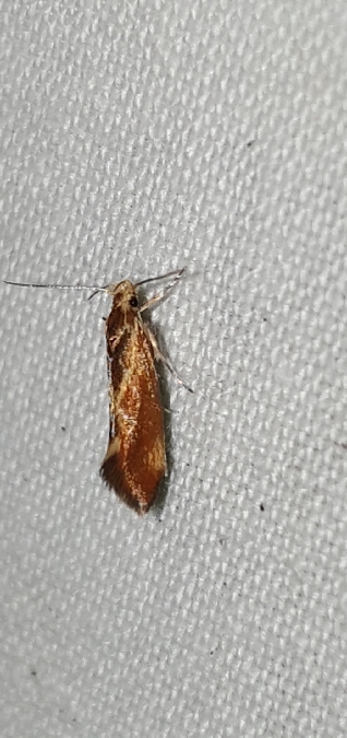 Metalampra italica  - Melchior Viallet