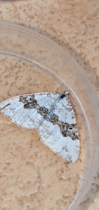 Xanthorhoe montanata  - Melchior Viallet