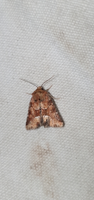 Oligia fasciuncula  - Melchior Viallet