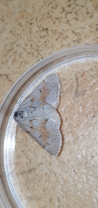Adalbertia castiliaria  - Melchior Viallet