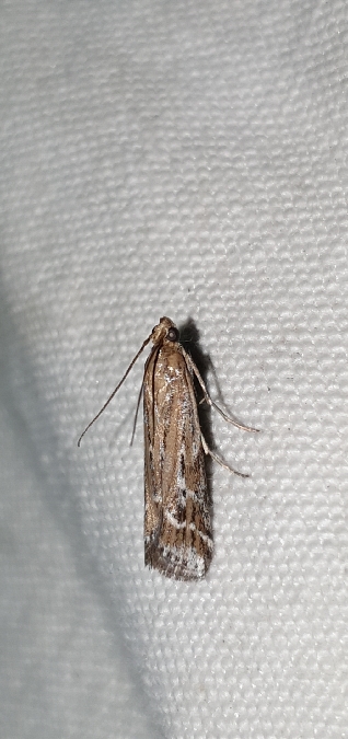 Pempeliella ornatella  - Melchior Viallet