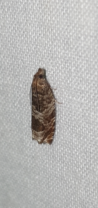 Ancylis achatana  - Melchior Viallet