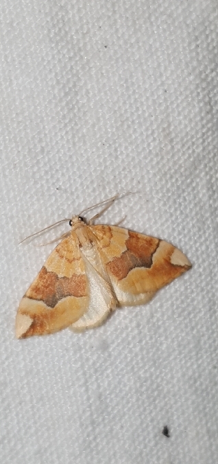 Cidaria fulvata  - Melchior Viallet