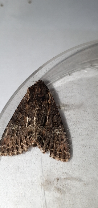 Mniotype adusta  - Melchior Viallet