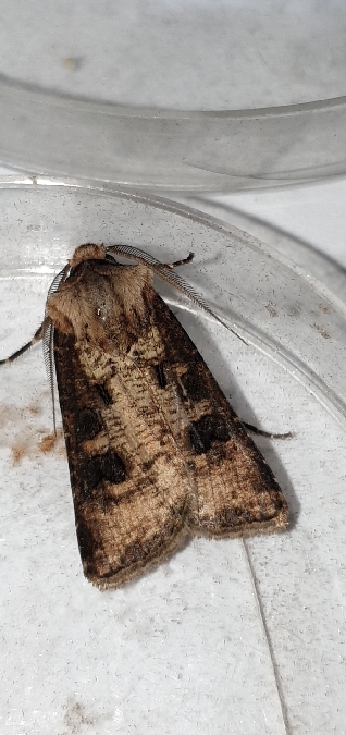 Agrotis clavis  - Melchior Viallet