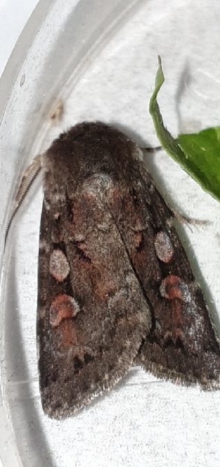 Xestia alpicola  - Melchior Viallet