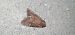 Apamea lateritia  - Melchior Viallet