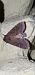Apamea lateritia  - Melchior Viallet
