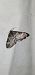 Perizoma obsoletata  - Melchior Viallet