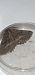 Nychiodes notarioi  - Melchior Viallet