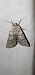 Agrotis simplonia  - Melchior Viallet