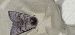 Agrotis simplonia  - Melchior Viallet