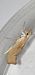Ypsolopha lucella  - Melchior Viallet