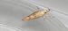 Ypsolopha lucella  - Melchior Viallet