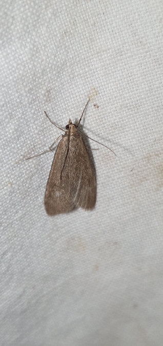 Udea uliginosalis  - Melchior Viallet
