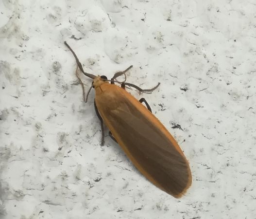 Lithosie déprimée (L. ocre)  - Thomas Lux