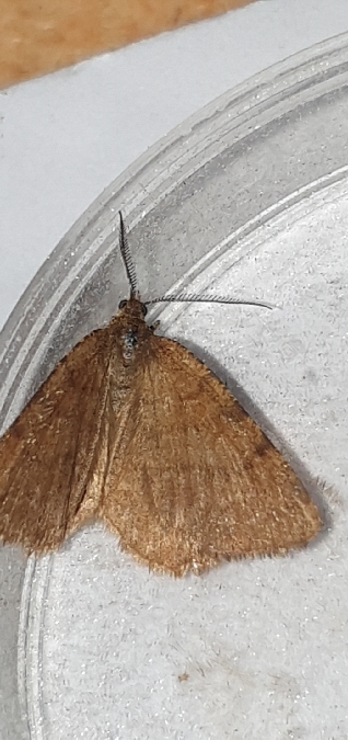 Macaria brunneata  - Melchior Viallet