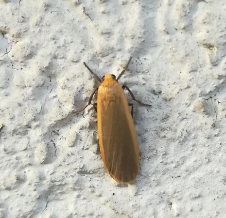 Lithosie déprimée (L. ocre)  - Thomas Lux