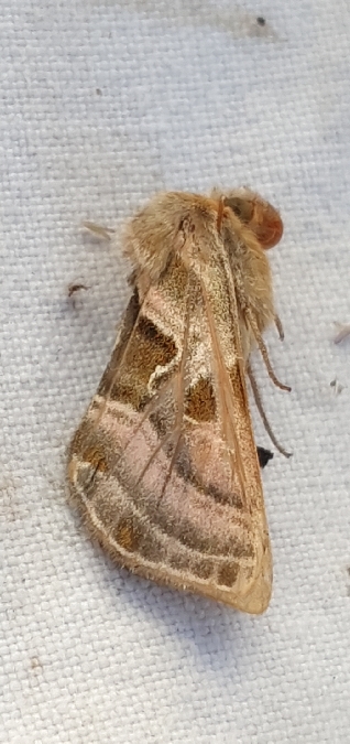 Euchalcia variabilis  - Melchior Viallet