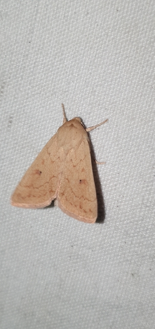 Mythimna vitellina  - Melchior Viallet